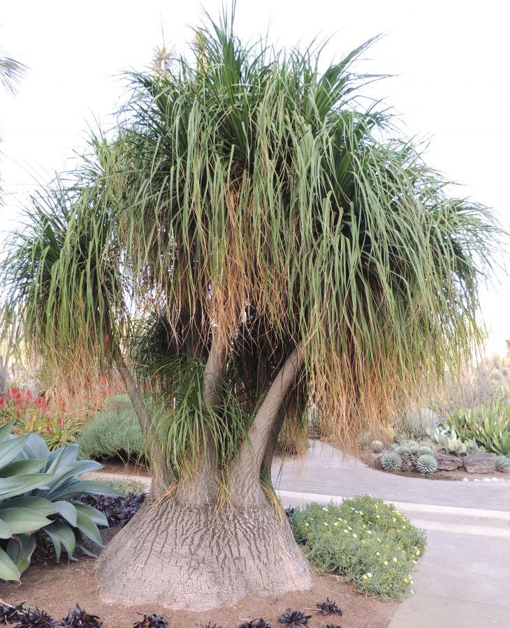 Beaucarnea recurvata nice H.jpg