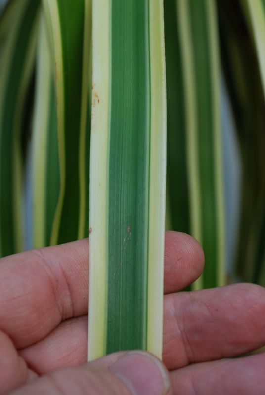 Beaucarnea varieg leaf.jpg