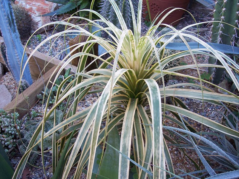 Beaucarnia variegated mostly dead.jpg