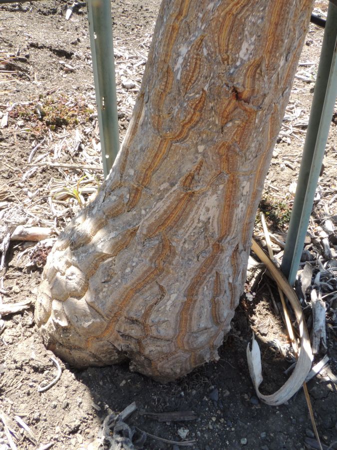 Beaucarnea varieg caudex SB.jpg