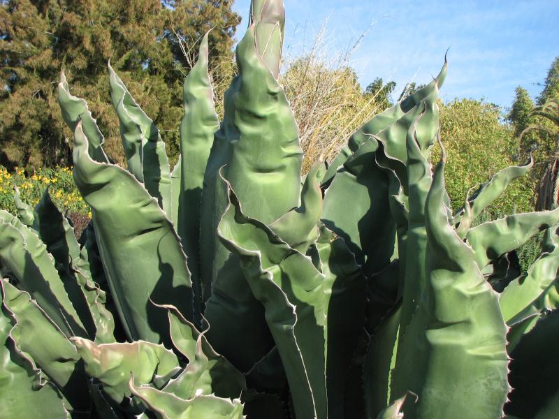 salmiana-ferox.jpg