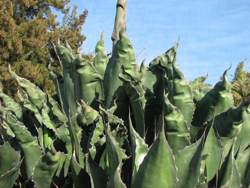 salmiana ferox.jpg