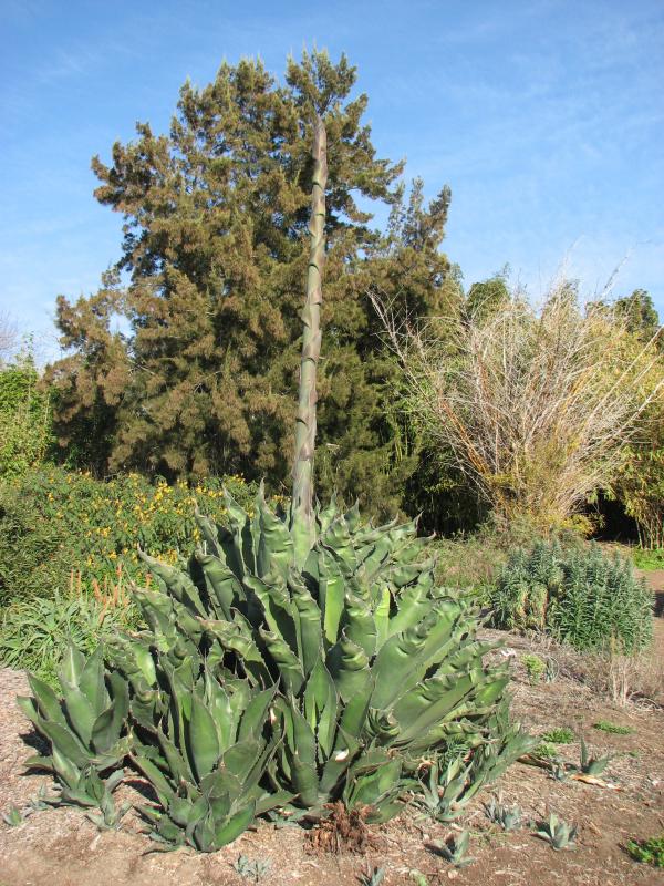 Agave salmiana-ferox.jpg