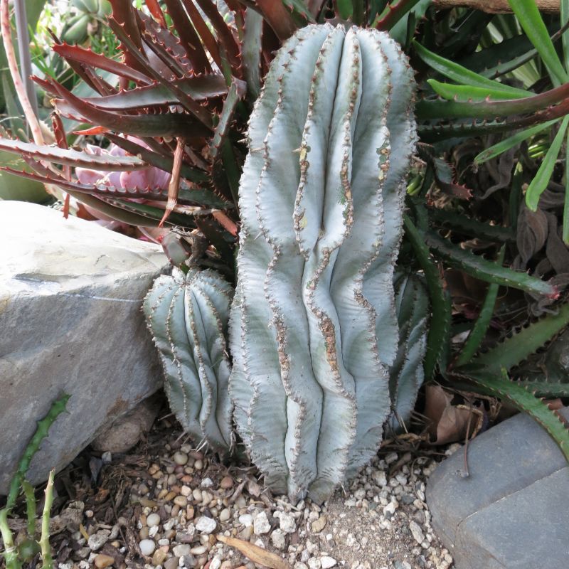 Euphorbia polygona Snowflake farther 4-12.jpg