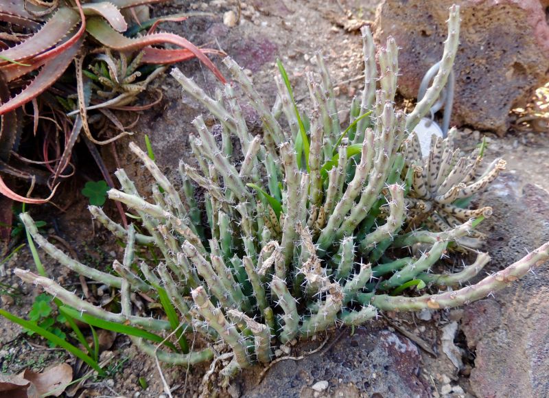 Euphorbia septentrionalis 12-16 H.jpg