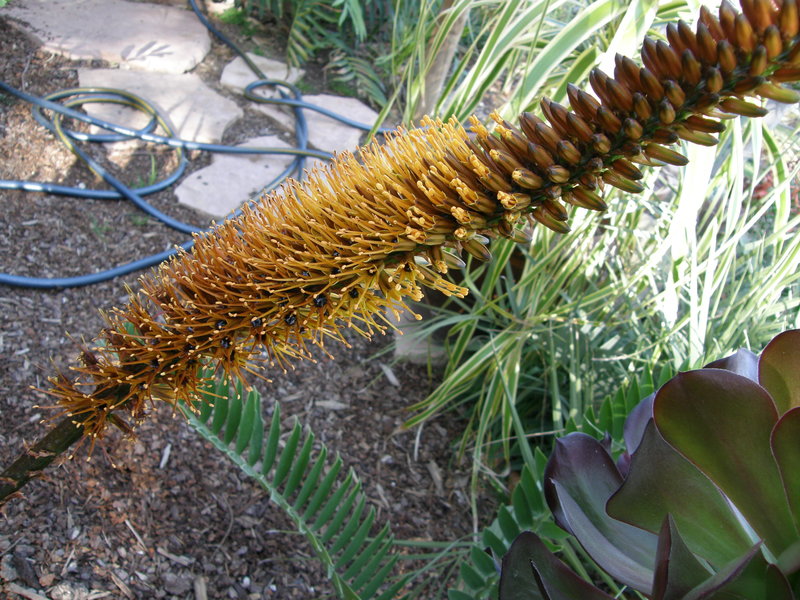 Aloe castanea flweor again 3-08.JPG