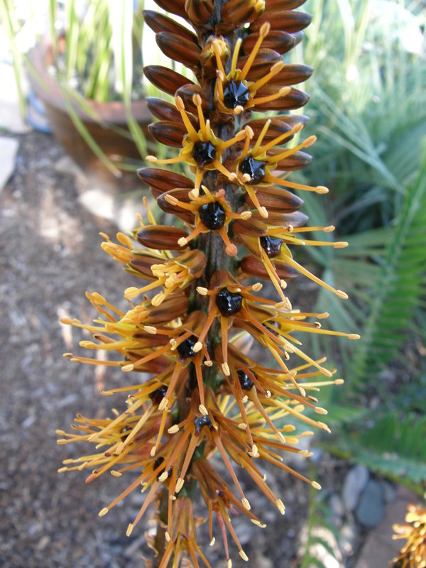 Aloe castanea with nectar shot 3-08.JPG