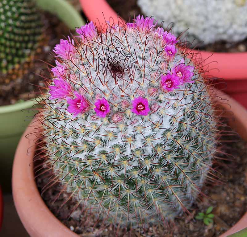 Mammillaria bombycina