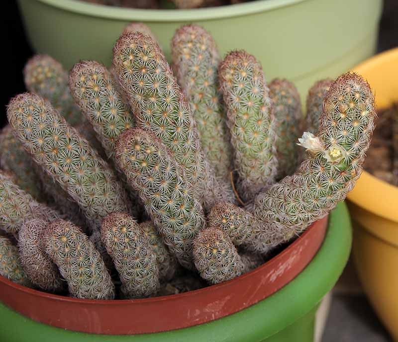 Mammillaria elongata
