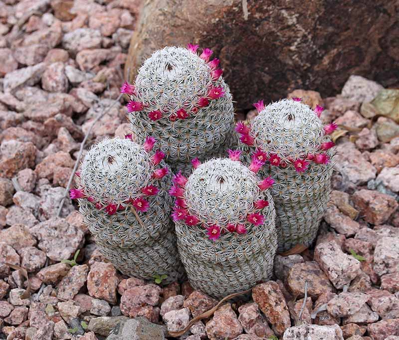 Mammillaria supertexta