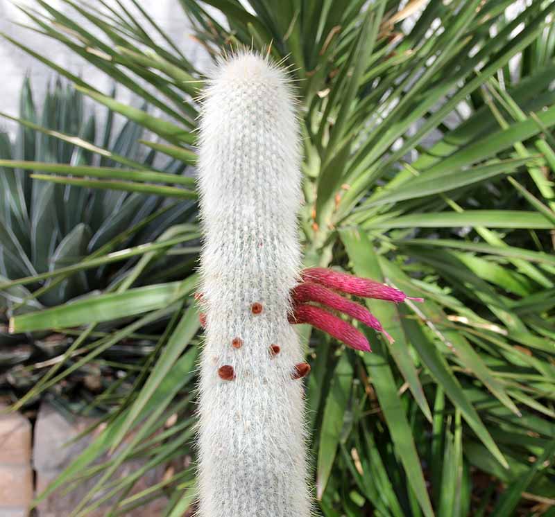Cleistocactus strausii