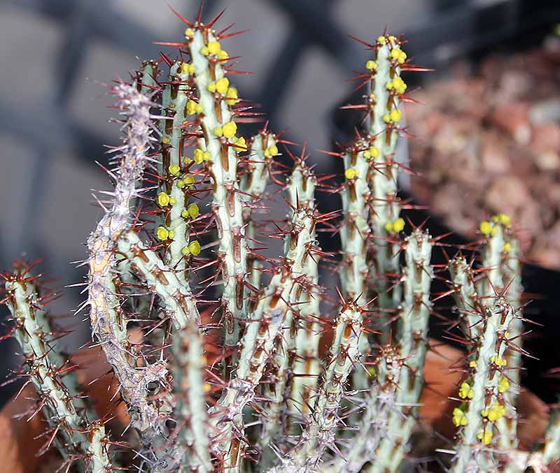 Euphorbia aeruginosa