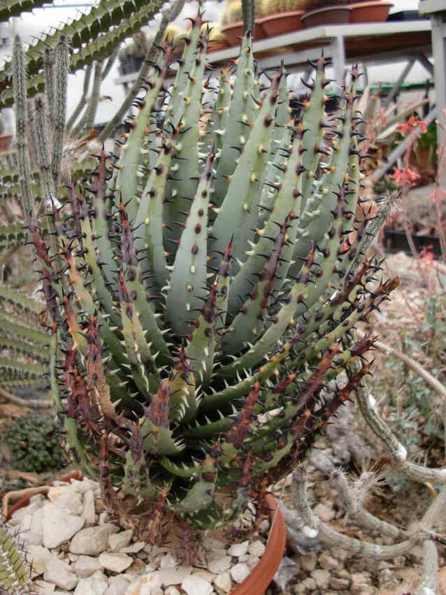 Aloe erinacea.jpg