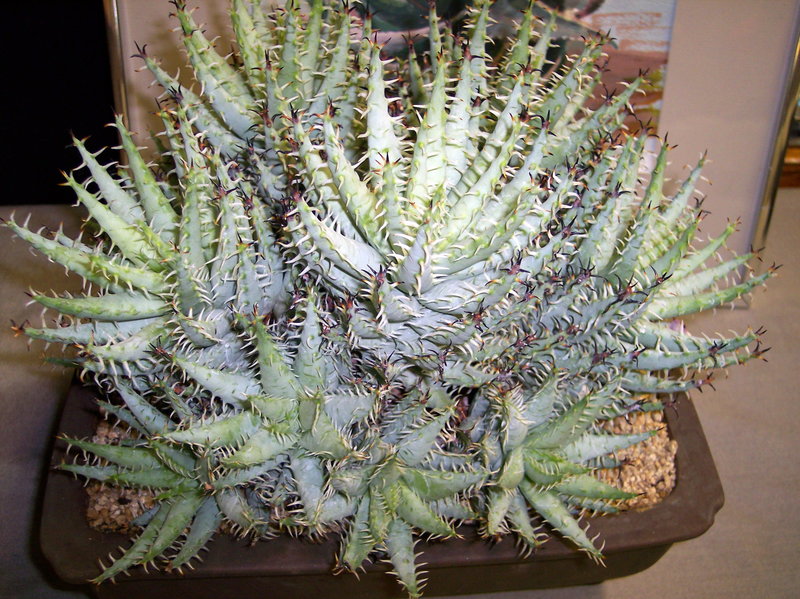 Exceptional very old show specimen and rightly so an overall winner of one of the Los Angeles area succulents shows