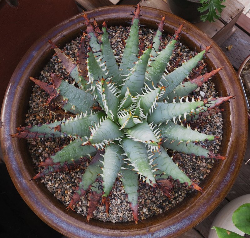 Aloe erinacea top view nice ccc.JPG