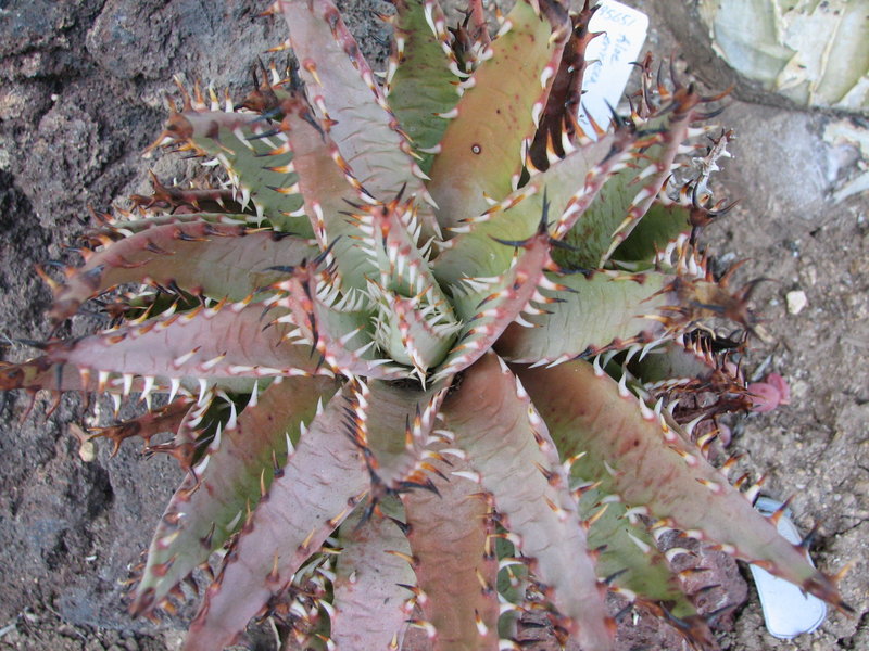 Aloe erinacea outdoors H top view.JPG