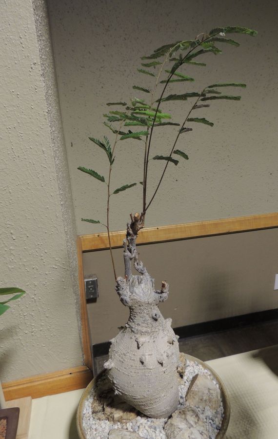 Elephanorrhiza madagascolensis intercity 15.jpg