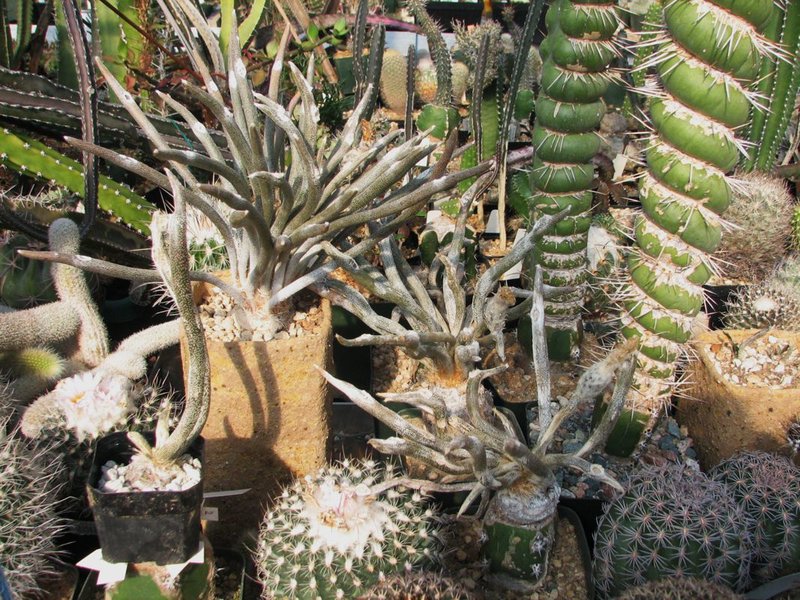 Astrophytum caputs all grafted Jurgen.jpg