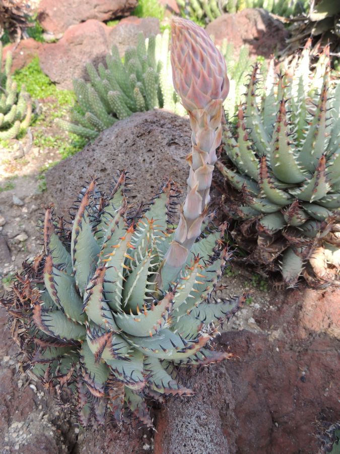 Aloe erinaceae 2 another view early flower 2-17 H.jpg