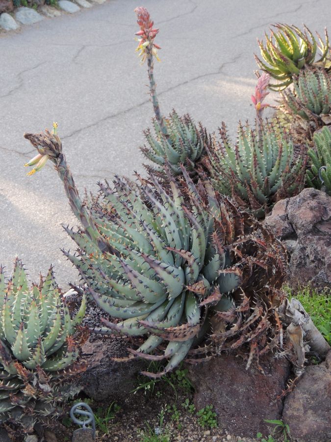 Aloe erinaceae all 3 flowering plants 2-17 Middle.jpg