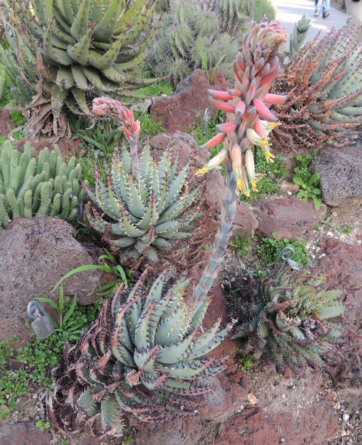 Aloe erinaceae in full flower 2-17 Middle H.jpg