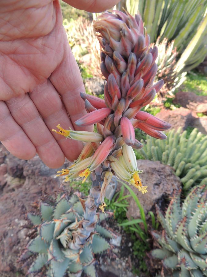 Aloe erinaceae maturing flower with hand 2-17 middle H.jpg