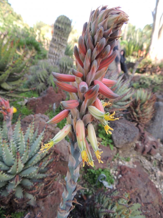 Aloe erincaceae flower close up in bloom 2-17 middle H.jpg