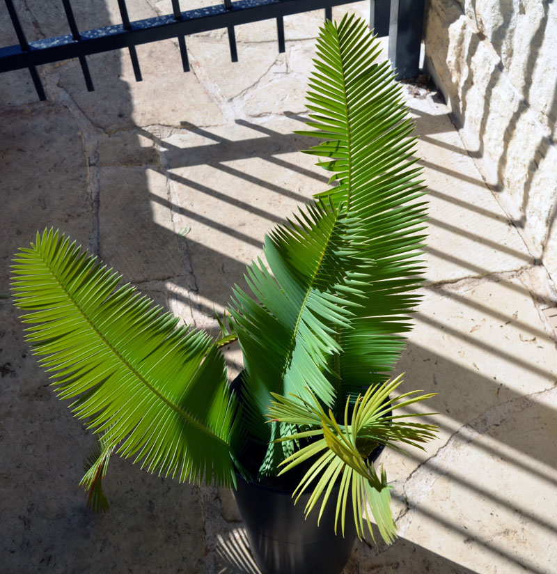 dioon edule rio verde.jpg