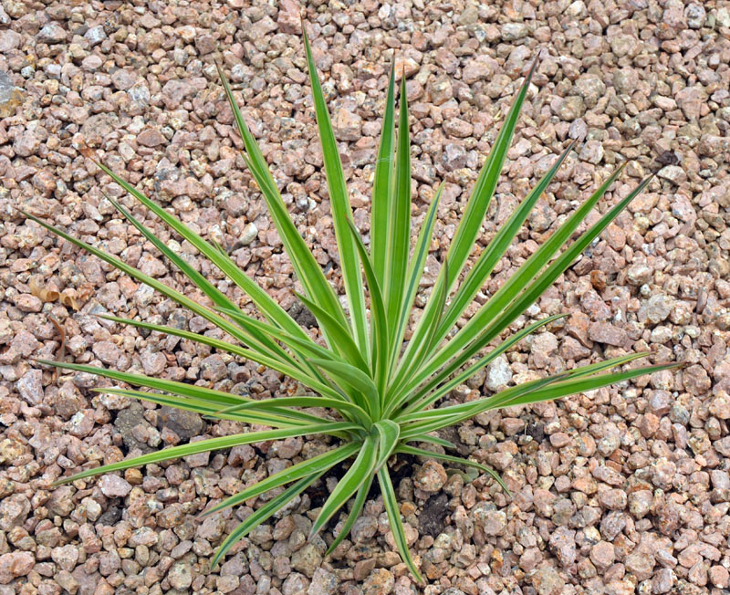 yucca aloifolia marginata.jpg