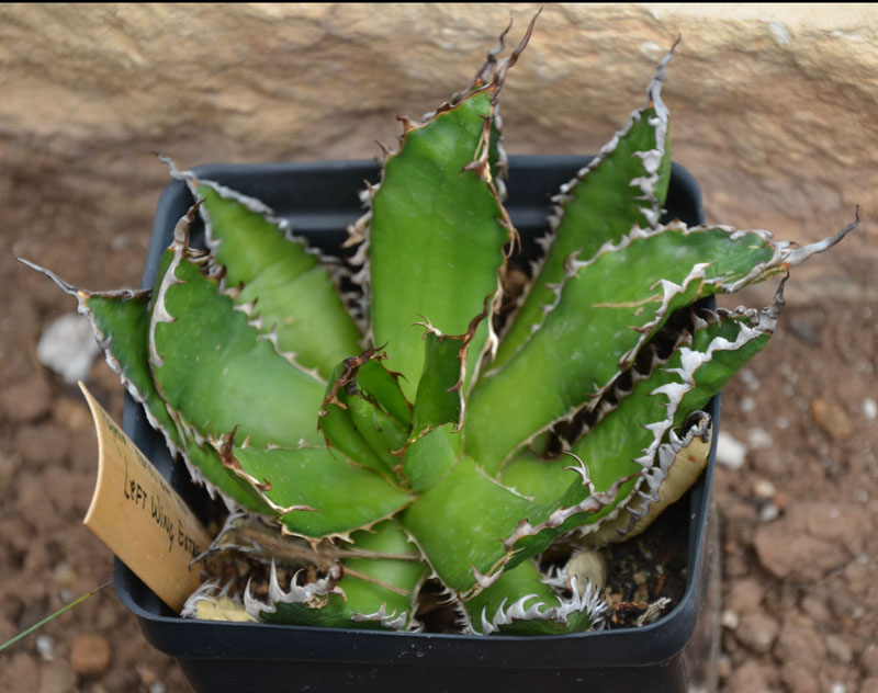 A horrida Horrida.jpg