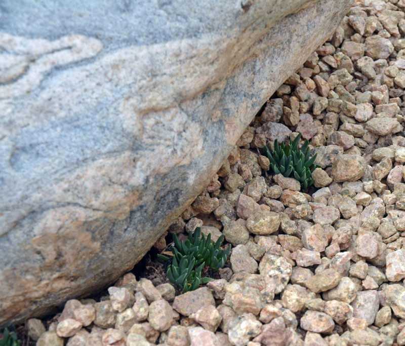 bergeranthus katbergensis.jpg