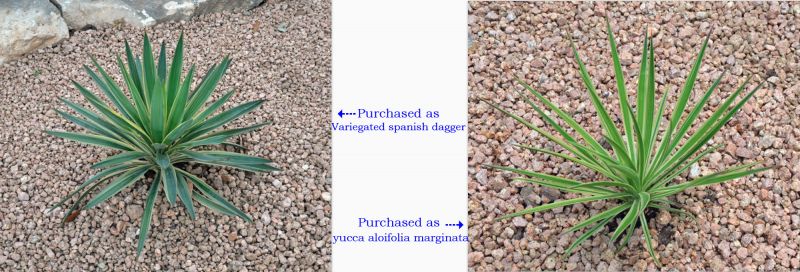 yucca comparison.jpg