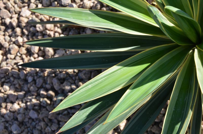 yucca of some sort leaves.jpg