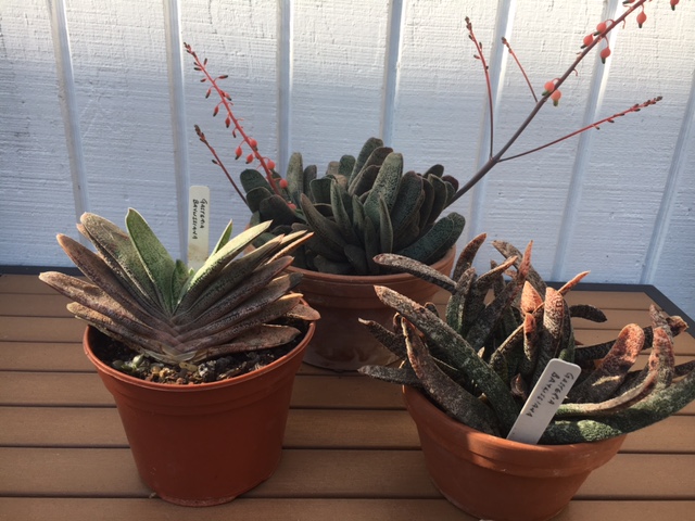 3 forms of G. baylissiana.