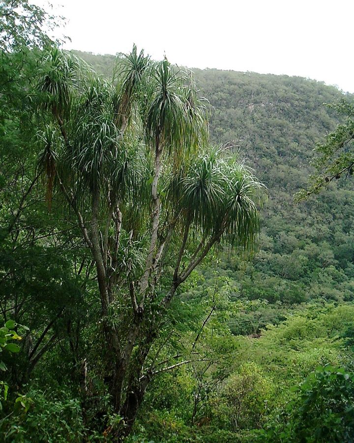 beaucarnea2.jpg