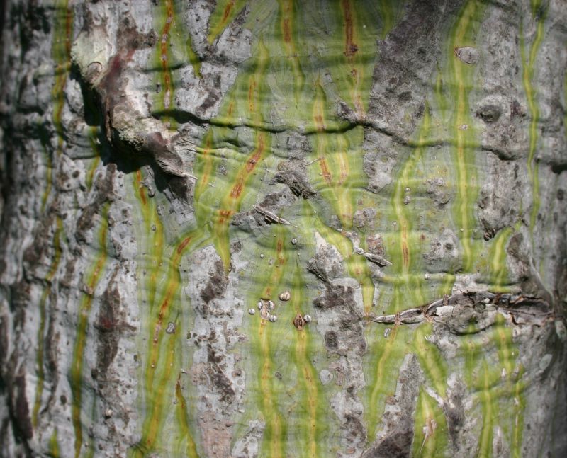 Pseudombax dry forest.JPG