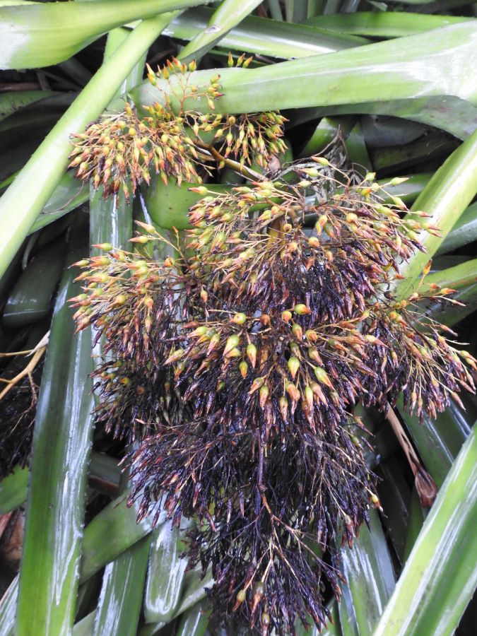 Portea leptantha flowers January Fairchild.jpg