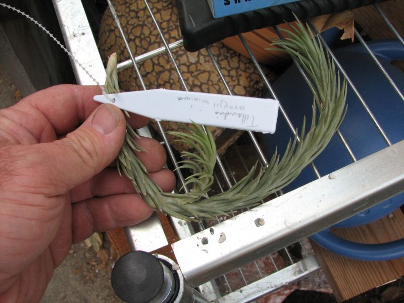 Tillandsia araujei minima mine.jpg