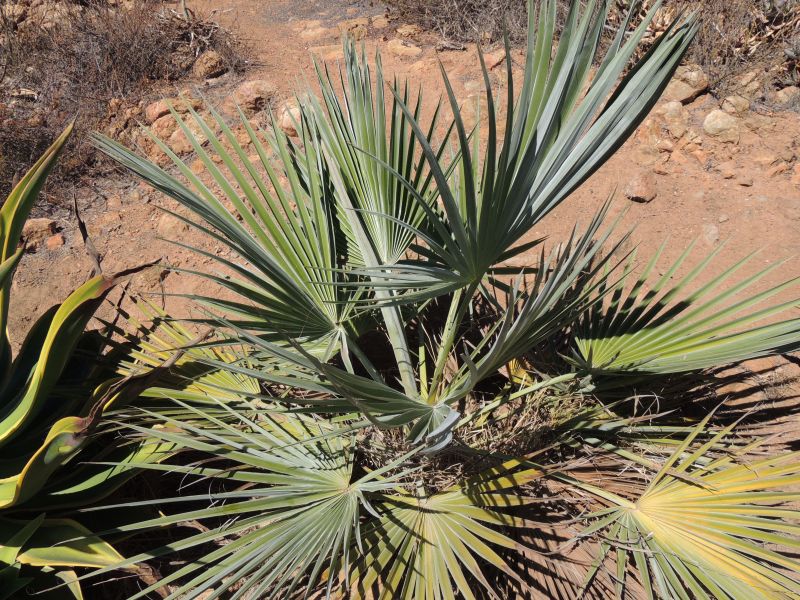 Brahea Super Silver matt.jpg