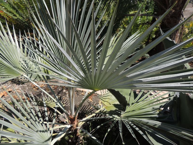 Brahea silver leaf from below.jpg