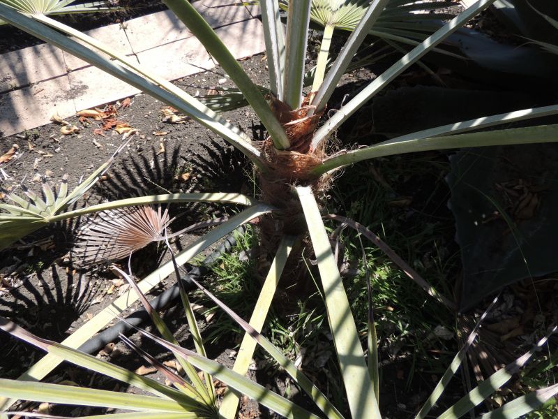 Brahea silver leaf petioles spineless.jpg