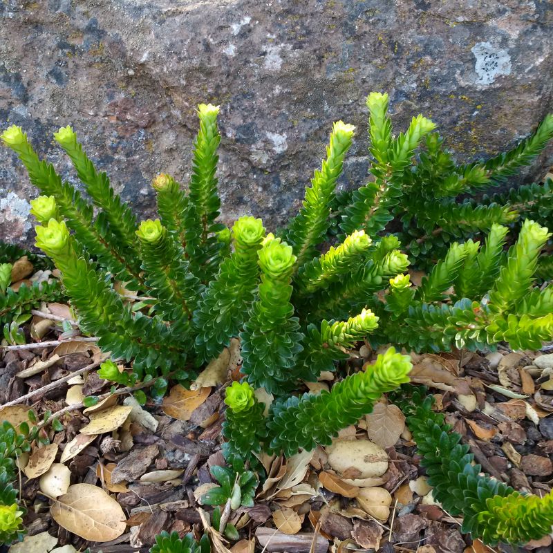 Disterigma rimbachii medium.jpg