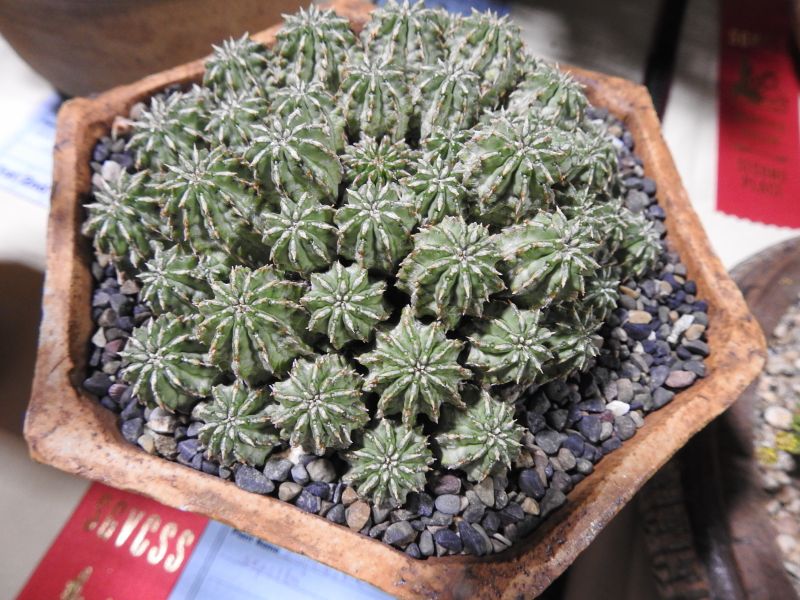 Euphorbia sepulta SG 2017.jpg