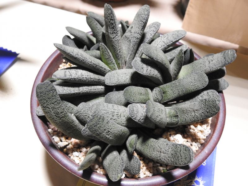 Gasteria baylissiana SG show 2017.jpg