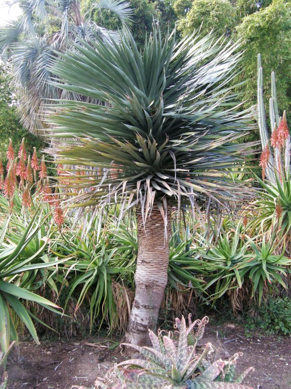 Dracaena.jpg