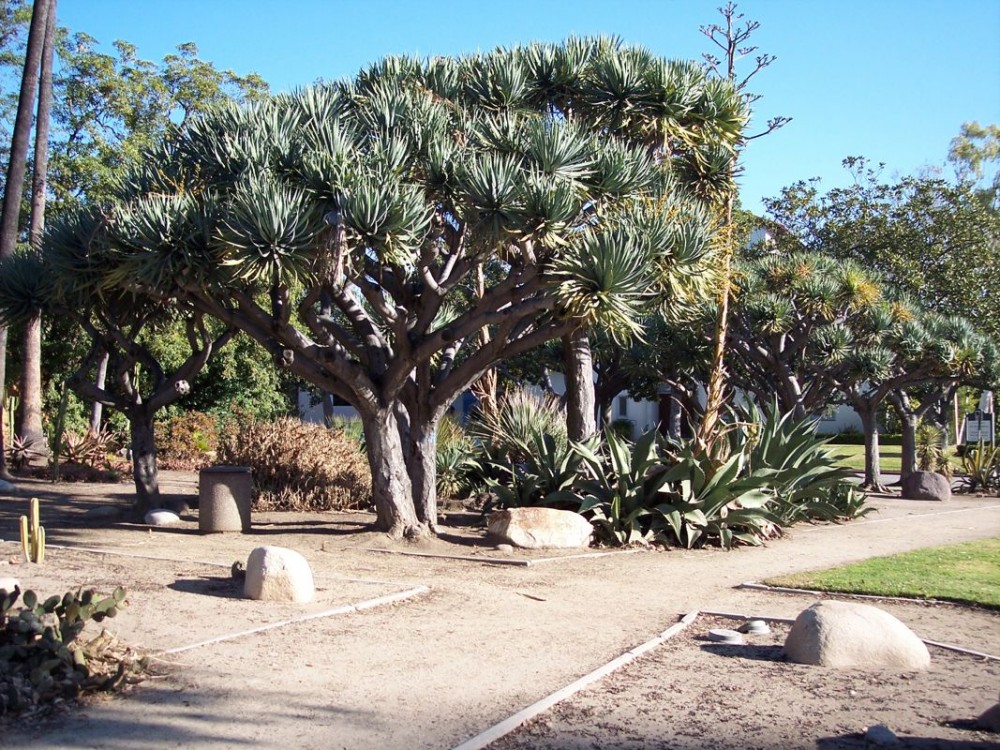 Dracaenas in BH.jpg