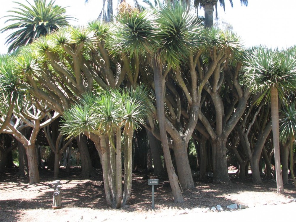 Dracaenas LL 1.jpg