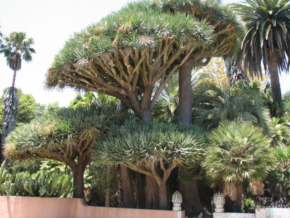 Dracaenas LL 2.jpg