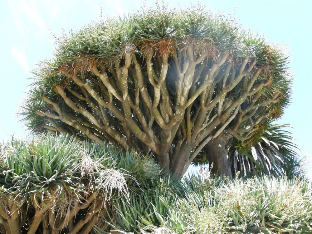 Draceaena underside LL.jpg