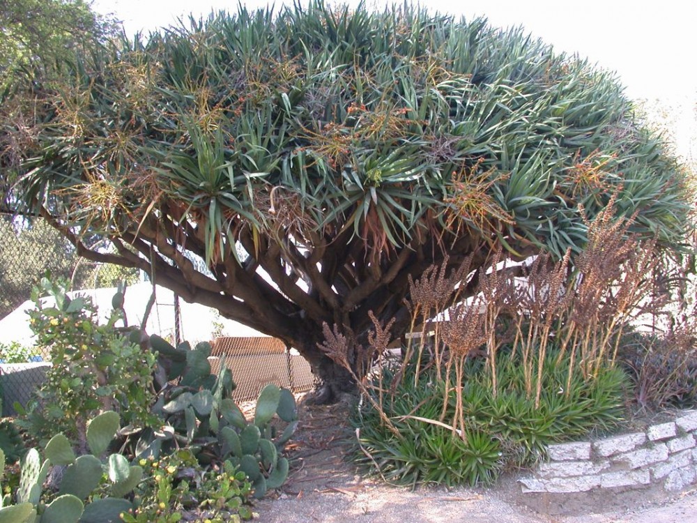 Dracena draco UCLA.jpg